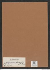 Coscinodiscus denarius A. Schm. (de-Toni-Nr.: Genus 202, Species 4954) Zeichnungen Sammlung Grunow Mappe 04774 (Herbarium_W_Grunow_drawings_Folder_04774)
